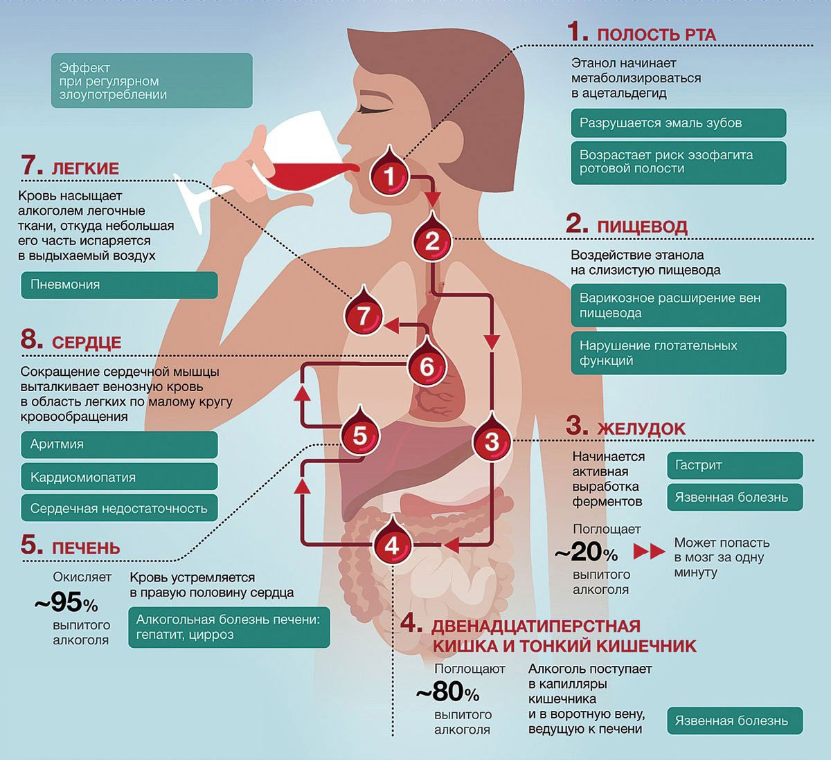 Плакат - влияние алкоголя на органы человека